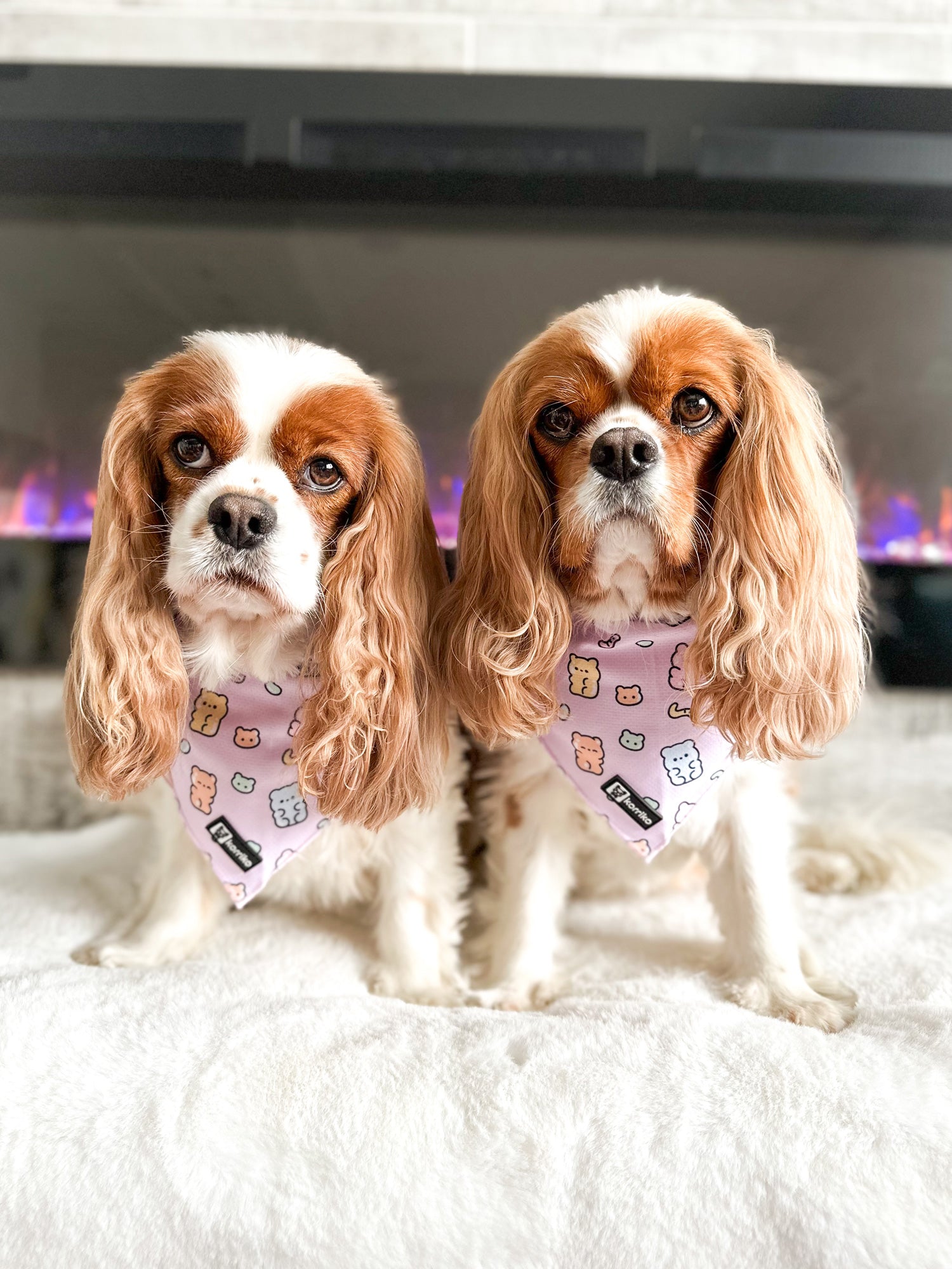 Ultimate Collar Bundle Set - Gummy Bear (5-Piece)