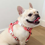 Essential Exploration No-Pull Harness Walk Set - Cheese (3-Piece)