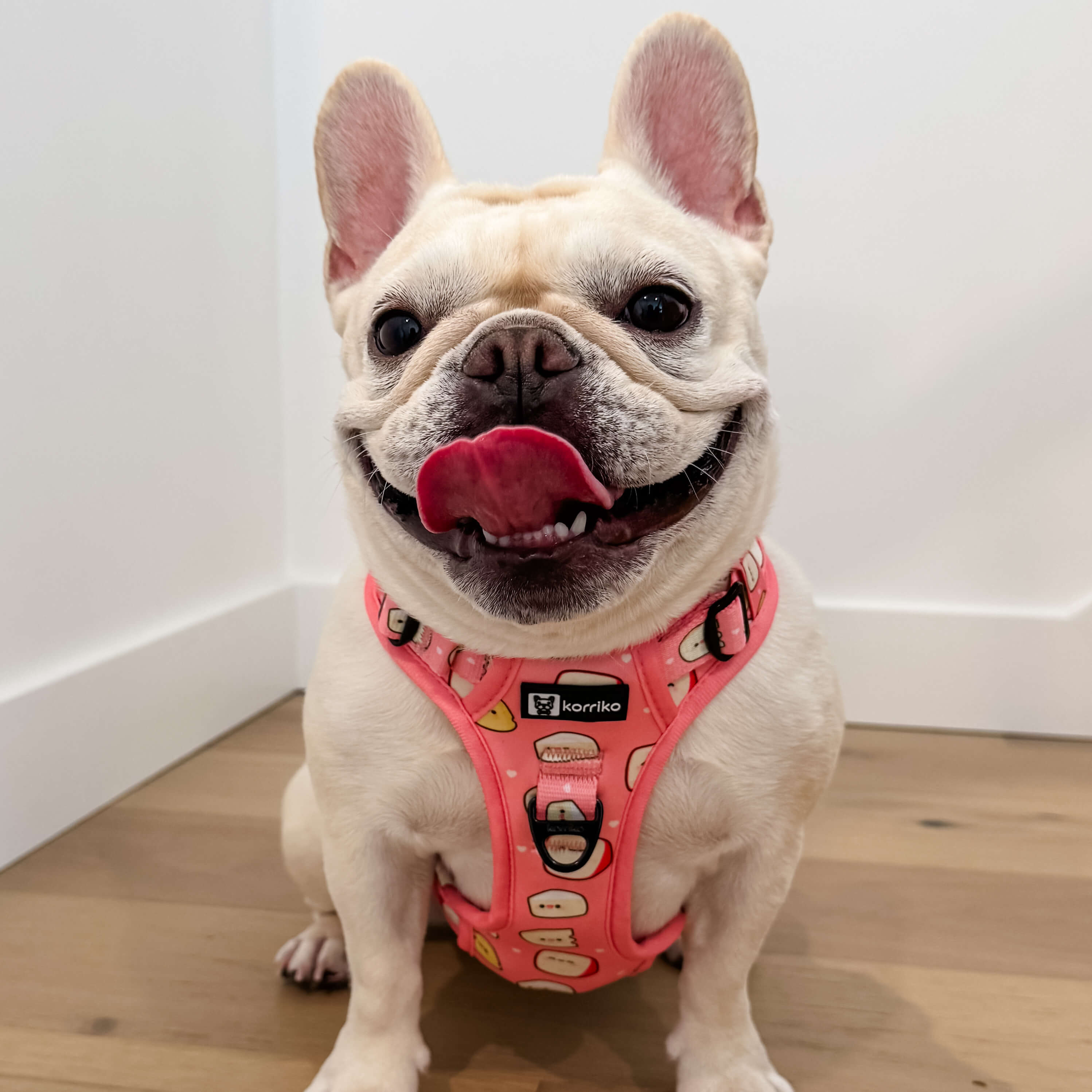 Exploration Lite No-Pull Dog Harness - Cheese