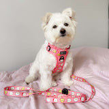 Exploration Lite No-Pull Dog Harness - Cheese