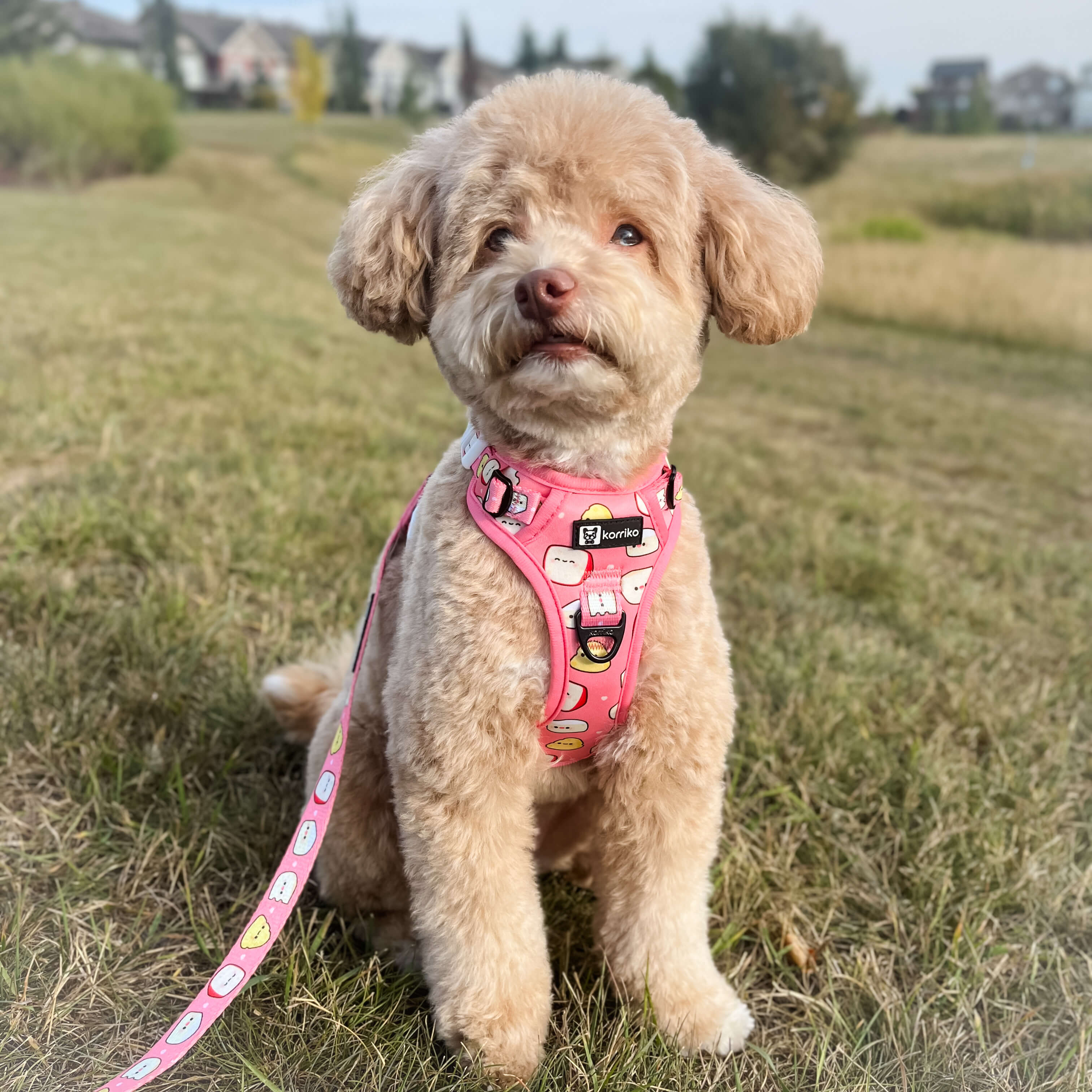 Exploration Lite No-Pull Dog Harness - Cheese