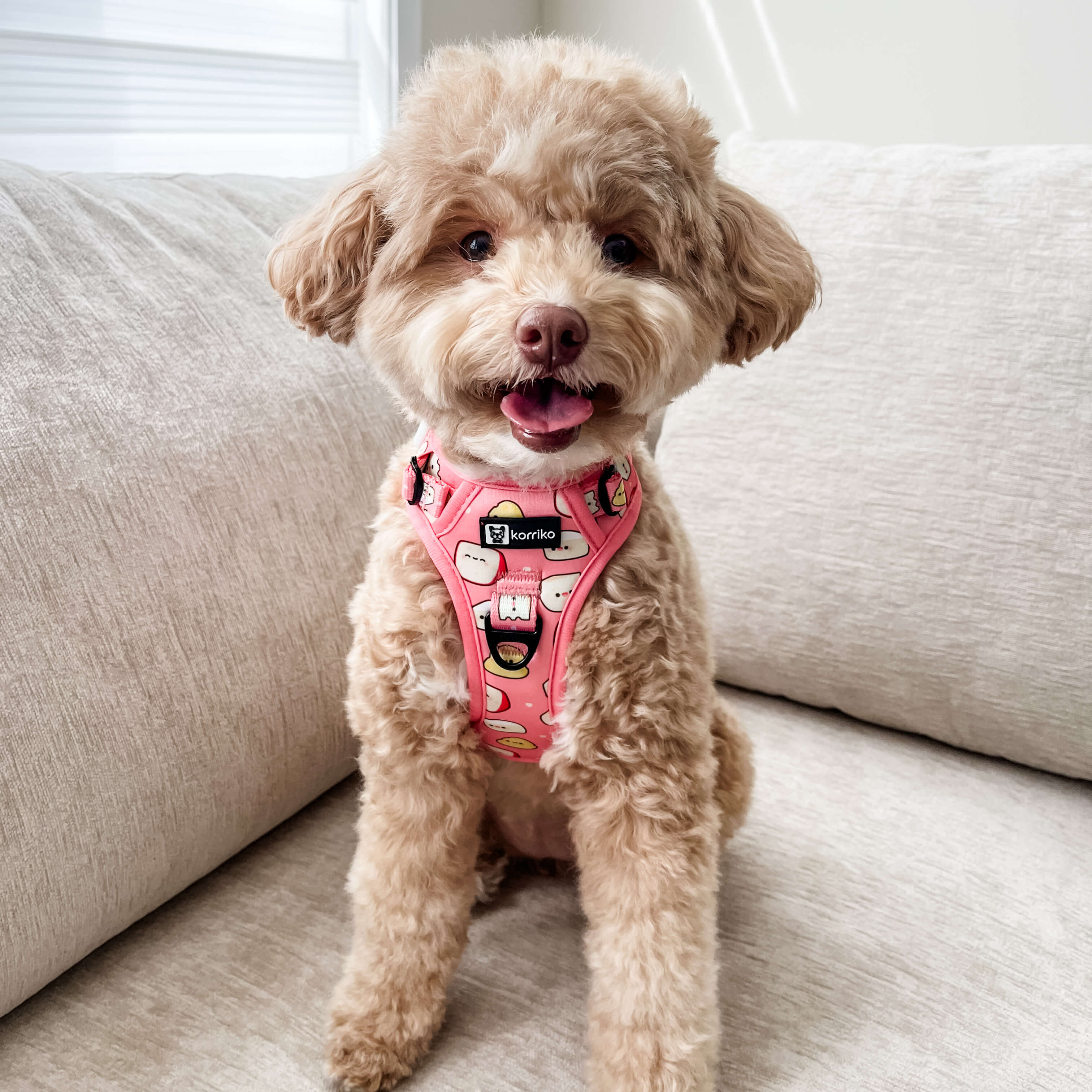 Exploration Lite No-Pull Dog Harness - Cheese