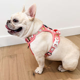 Essential Exploration No-Pull Harness Walk Set - Cheese (3-Piece)