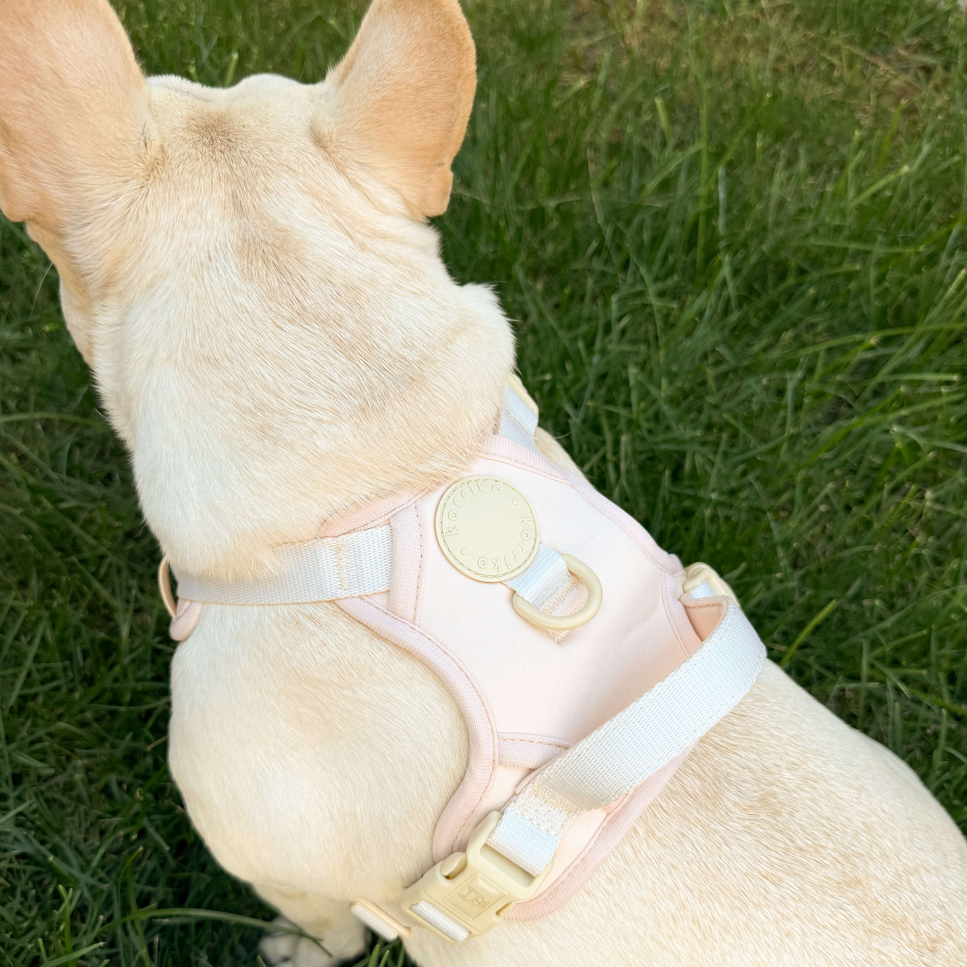 Exploration No-Pull (Step-In) Dog Harness -  Peaches & Cream (Final Sale)