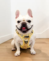 Exploration Lite No-Pull Dog Harness - Lemonade