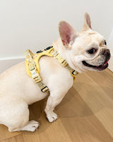 Exploration Lite No-Pull Dog Harness - Lemonade