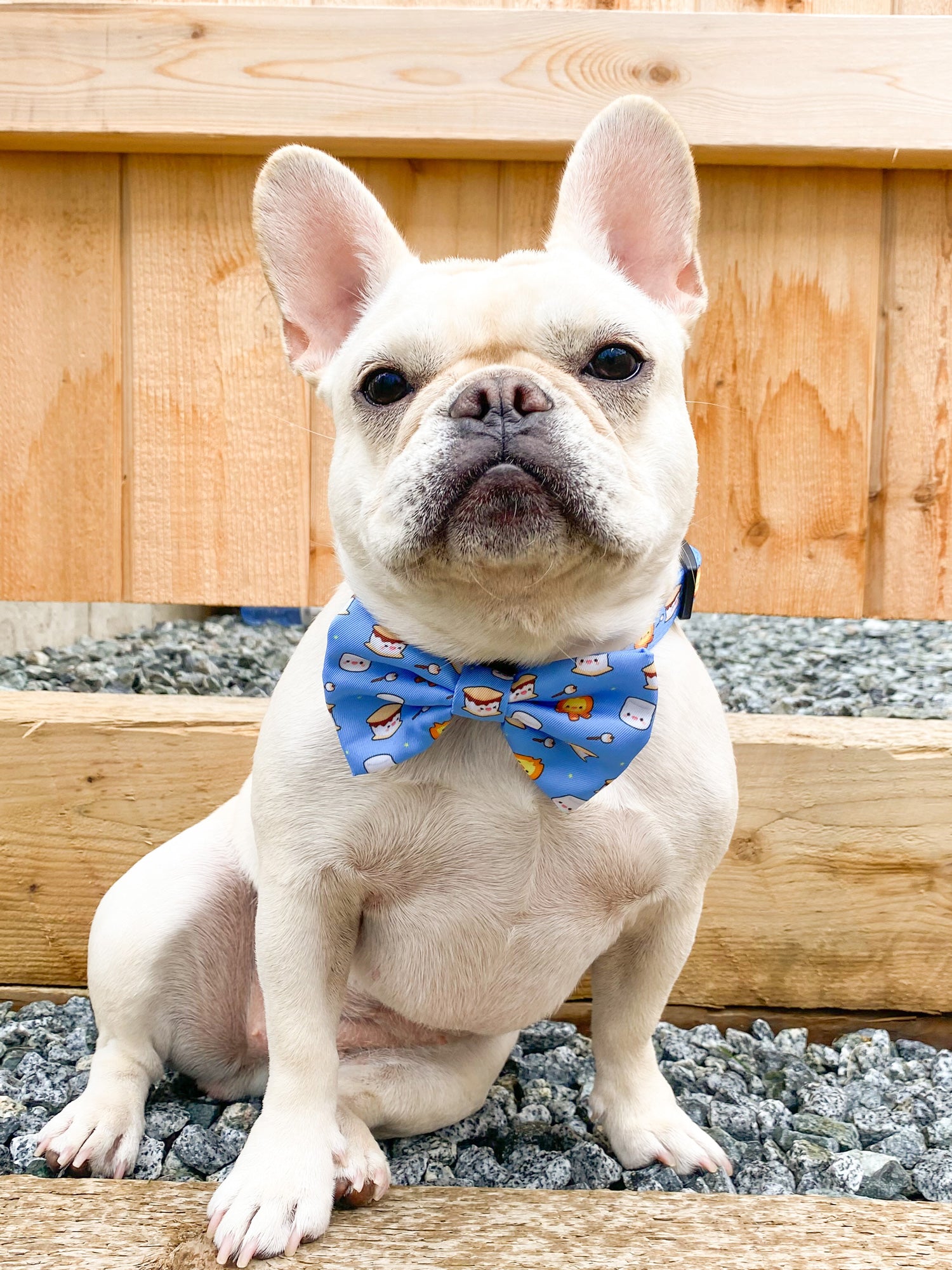 Dog Bow Tie - S'mores