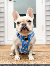 Ultimate Exploration No-Pull Harness Bundle Set - S'mores (6-Piece)