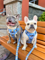 Ultimate Exploration No-Pull Harness Bundle Set - S'mores (6-Piece)