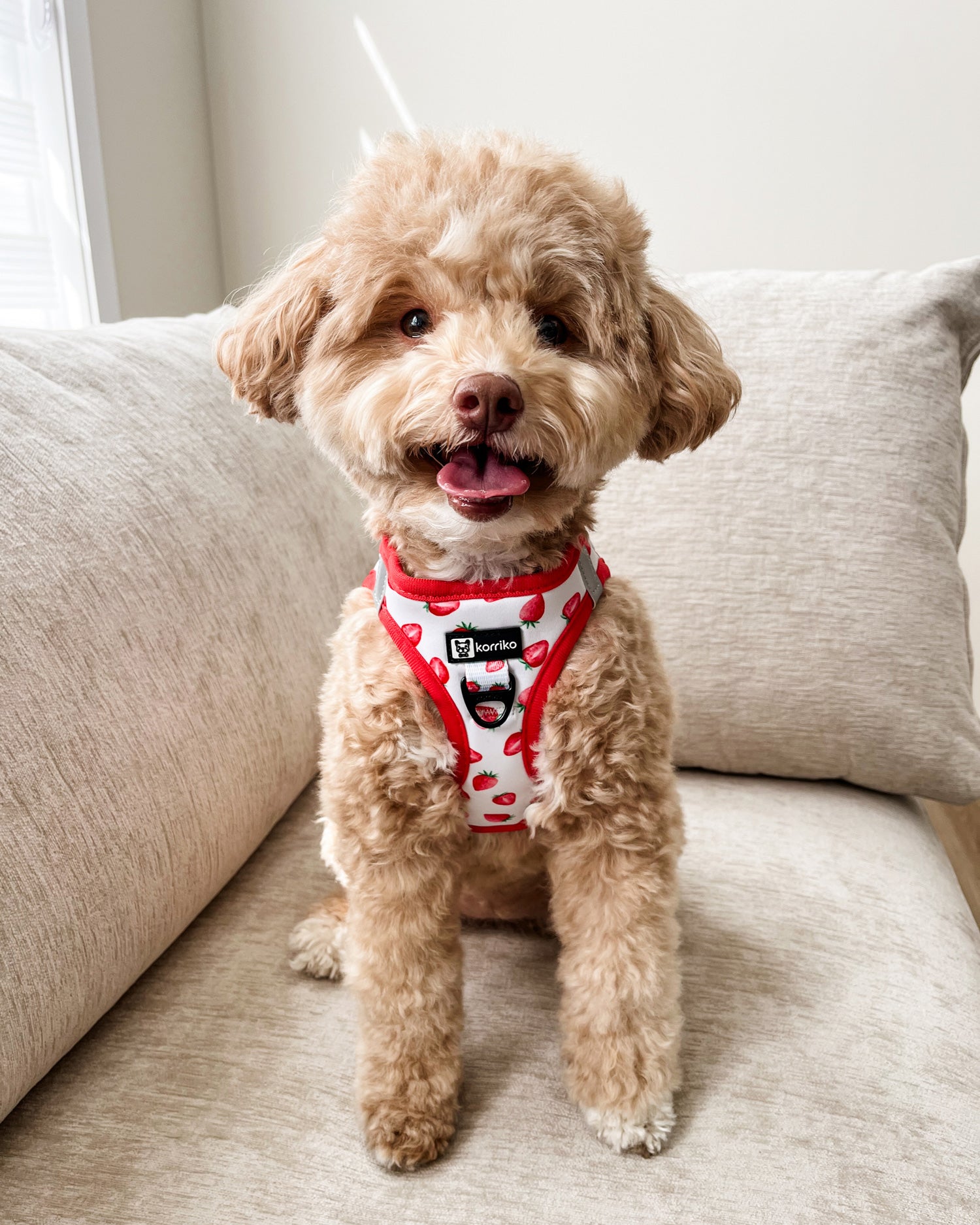 Step-In Dog Harness - Strawberries & Cream