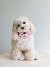 Dog Bow Tie - Taro Milk Tea