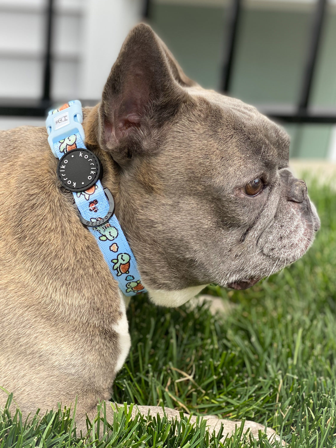 Smartocean Revitalizing Pet Collar With Iron photo