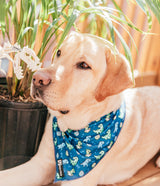 Ultimate Collar Bundle Set - Dino (5-Piece)