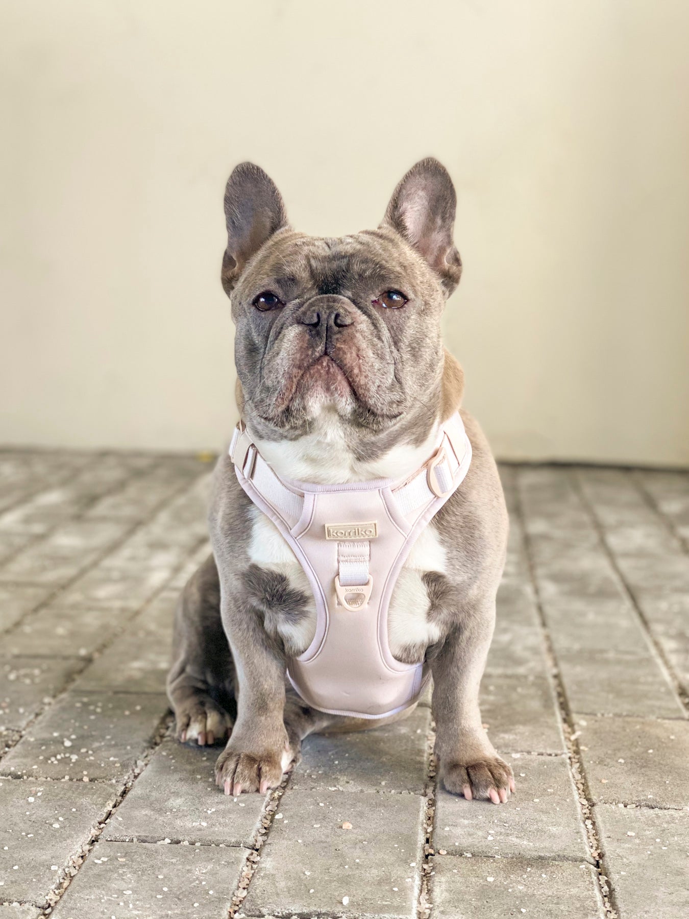 Exploration Lite No-Pull Dog Harness - Almond Nude (Final Sale)