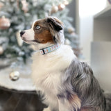 Dog Collar - Boba (Final Sale)