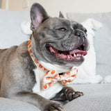 Ultimate Collar Bundle Set - Chicken & Waffles (4-Piece) (Final Sale)