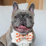 Ultimate Collar Bundle Set - Chicken & Waffles (4-Piece) (Final Sale)