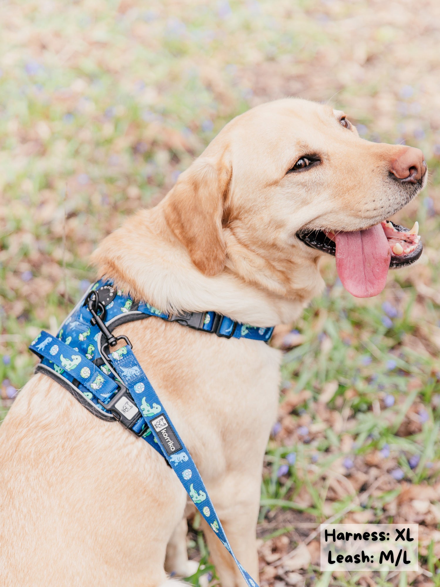 Personalized Martingale No-Pull Collar & Leash