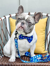 Ultimate Collar Bundle Set - Dino (5-Piece)