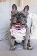 Dog Bow Tie - Ice Cream (Final Sale)