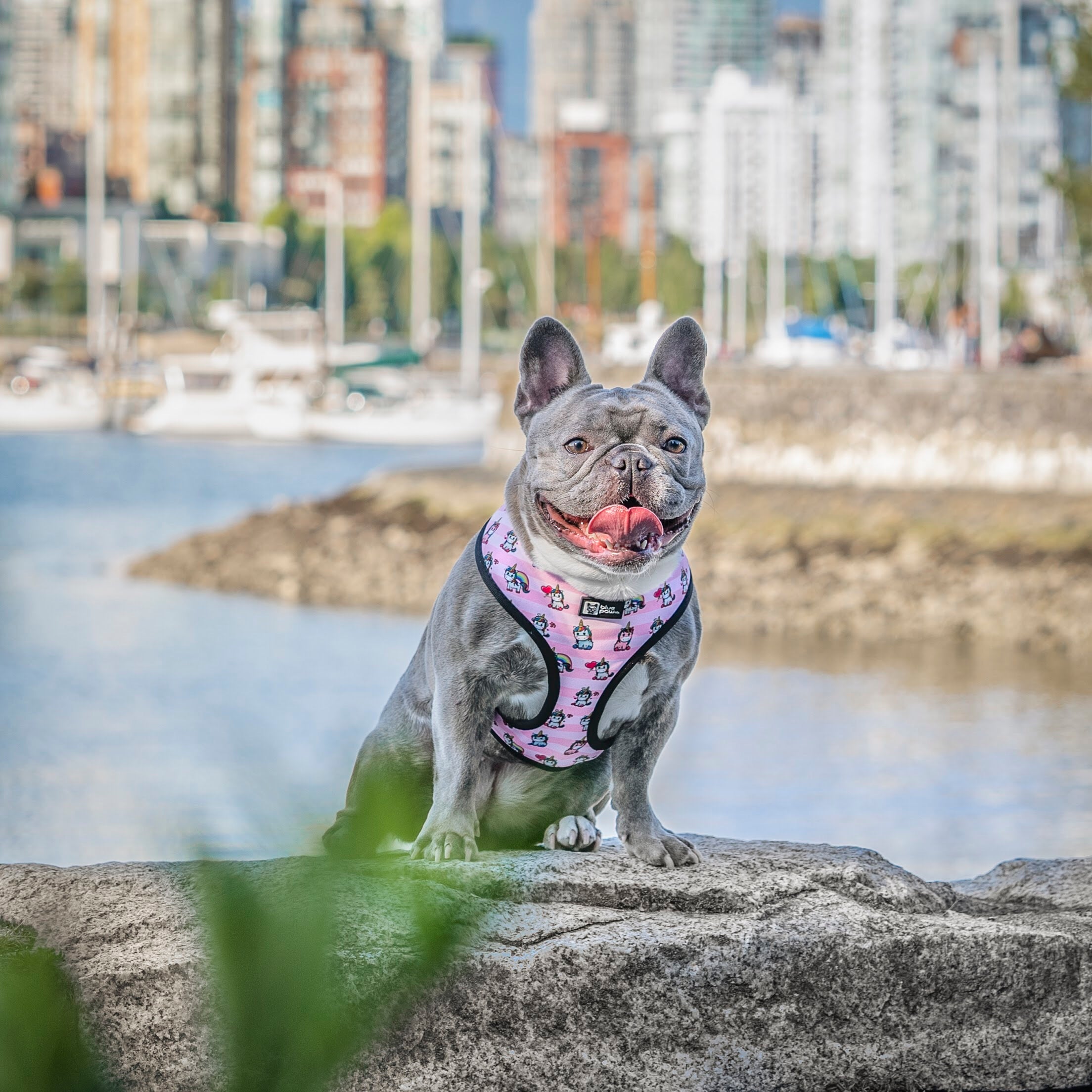 Reversible Dog Harness - Hearts & Horns (Blue Paw Co. - FINAL SALE)