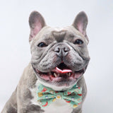 Ultimate Collar Bundle Set - Thanks A Brunch (4-Piece) (Final Sale)