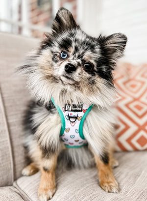 Step-In Dog Harness - Feel The Love