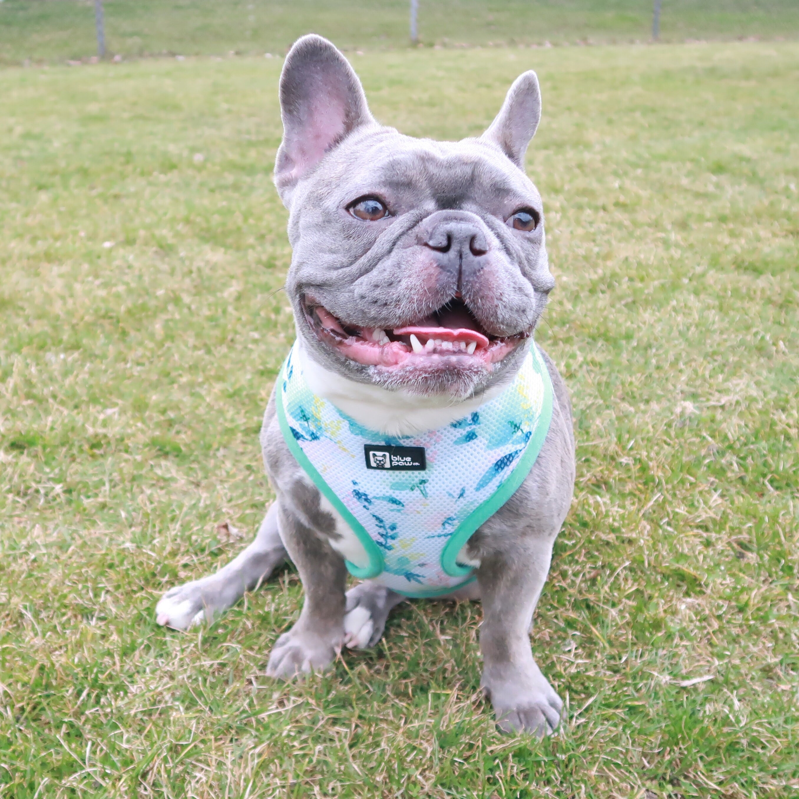 Classic Dog Harness - Sweet & Simple (Blue Paw Co. - FINAL SALE)