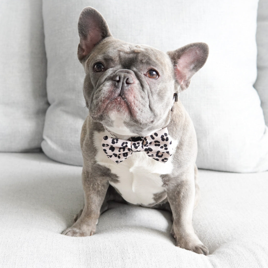 Dog Bow Tie - Leopard (Blue Paw Co. - FINAL SALE)