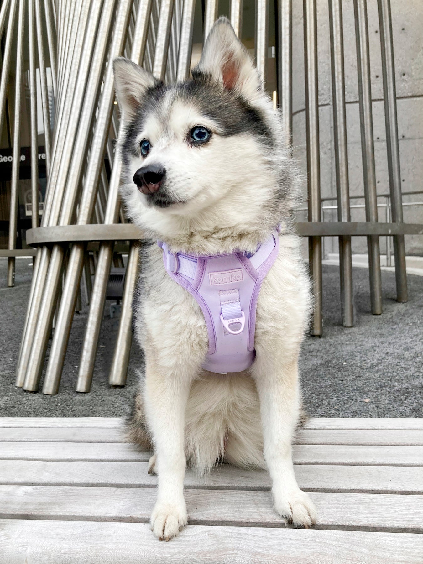 Essential Exploration No-Pull Harness Walk Set - Lilac (3-Piece) (Final Sale)
