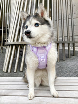 Essential Exploration No-Pull Harness Walk Set - Lilac (3-Piece) (Final Sale)