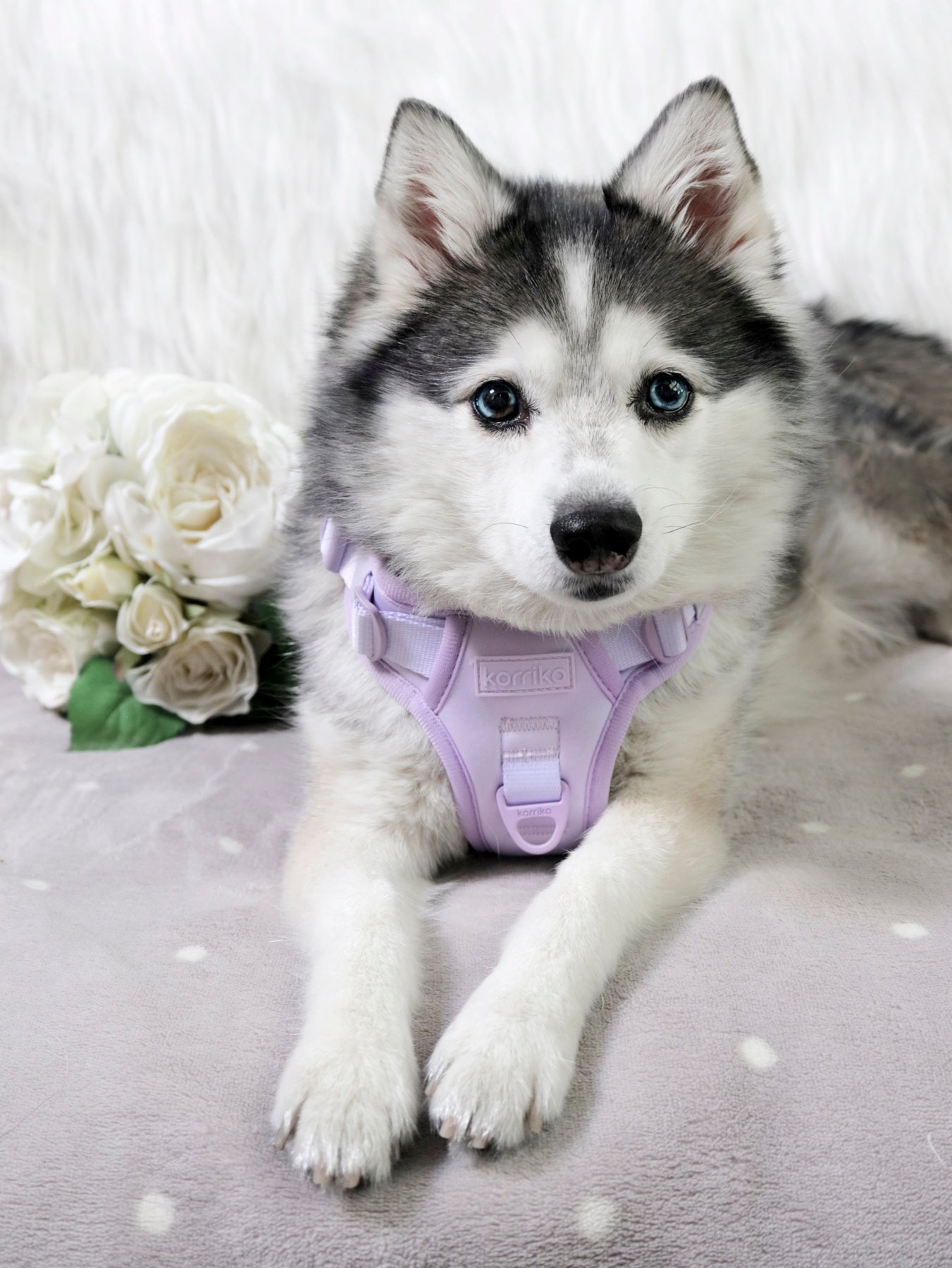 Exploration Lite No-Pull Dog Harness - Lilac (Final Sale)