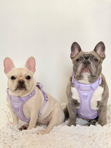 Exploration Lite No-Pull Dog Harness - Lilac (Final Sale)