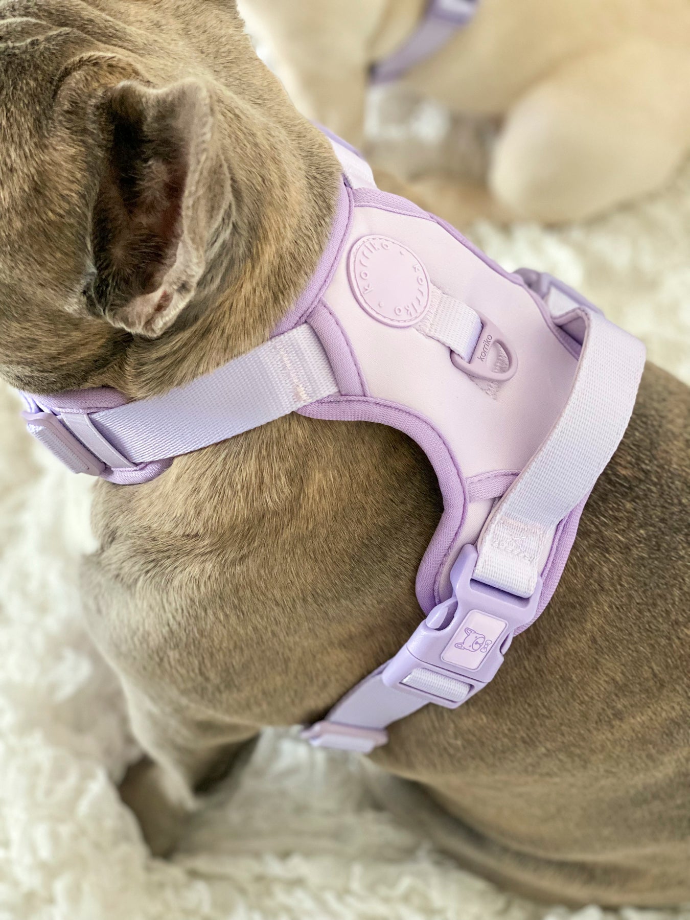 Essential Exploration No-Pull Harness Walk Set - Lilac (3-Piece) (Final Sale)