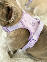 Essential Exploration No-Pull Harness Walk Set - Lilac (3-Piece) (Final Sale)