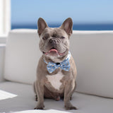 Dog Collar - Milky Way - Blue Paw Co.