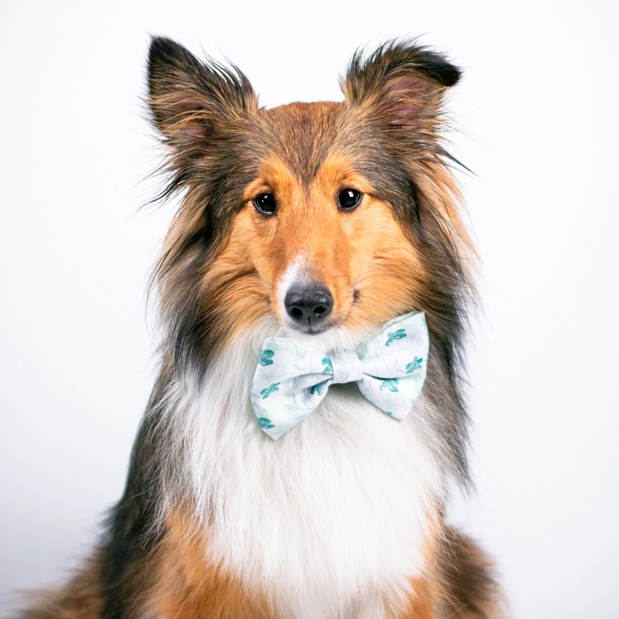 Ultimate Collar Bundle Set - Mint Sakura (5-Piece) (Final Sale)