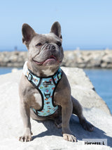 Exploration Lite No-Pull Dog Harness - Sushi