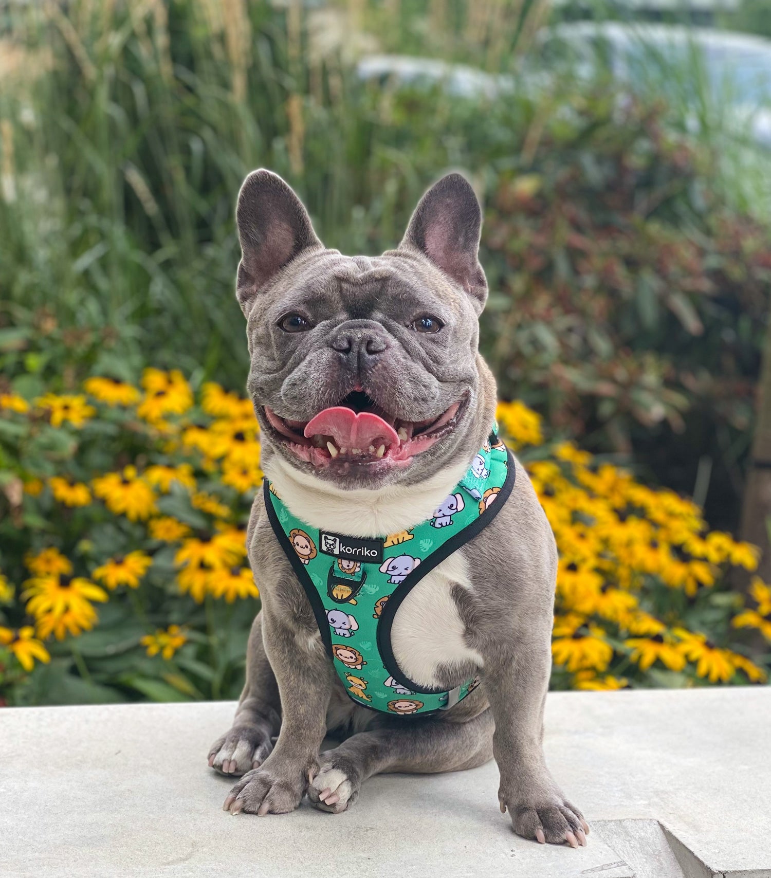 Adjustable Dog Harness - Safari (Final Sale)