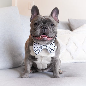 Dog Bow Tie - Spotted (Final Sale)